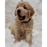 Filhote Golden Retriever (legítimos Canil Com Pedigree Chip)