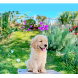 Filhote Golden Retriever Fêmea Cor