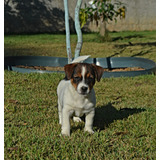 Terrier
