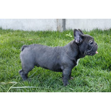 Filhote Macho De Bulldog Francês Blue Sólido
