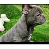 Filhote Macho De Bulldog Francês Blue Sólido