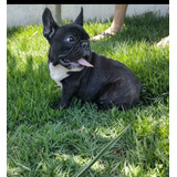 Filhote Macho De Bulldog Francês Tigrado Blue Gen