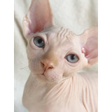 Filhote Macho De Gato Sphynx Do Gatil Hiromi