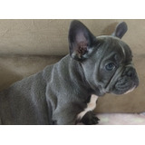Filhote Macho Exótico De Bulldog Francês Blue Sólido