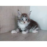 Bicolor