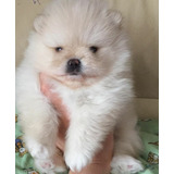 Filhote Mega Peludo De Spitz Alemao
