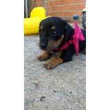 Filhote Mini Teckel Cofap Hound 