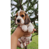 Filhote Perfeito De Beagle Mini (