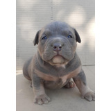 Filhote Raça American Bully Cor Cinza (pedegree)