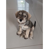 Filhote Schnauzer Mini C/ Pedigree