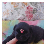 Preta