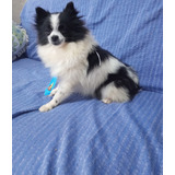 Filhote Spitz Alemão Macho Anão Ursinho Lulu Da Pomerania