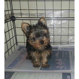 Filhote Yorkshire Terrier Mini