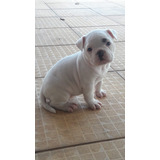 Filhotes American Bully Micro Com Pocket Pedigree + Brinde