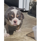 Filhotes American Bully