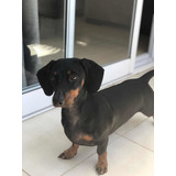 Filhotes Basset Cofap Hound Teckel Mini