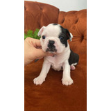 Filhotes Boston Terrier Á Venda