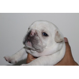 Filhotes Bulldog Francês Creme Com