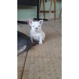 Filhotes Cachorro American Bully Com Pedigree + Brinde