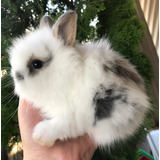 Filhotes Coelho Mini Teddy