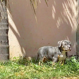 Filhotes De American Bully Tricolor Proxima