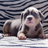 Filhotes De American Bully Tricolor