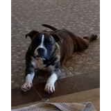 Bully