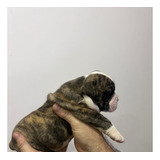 Filhotes De Bulldog Inglês