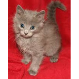 Nebelung