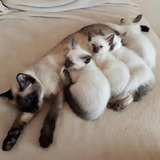 Filhotes De Gatos De Raça 
