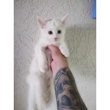 Filhotes De Gatos Maine Coon