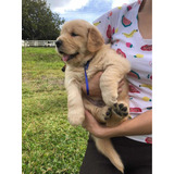 Retriever