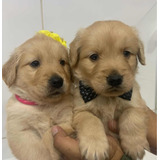 Retriever