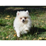 Filhotes De Lulu Da Pomerania Spitz Alemão