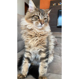 Filhotes De Maine Coon Fêmea Inteiro