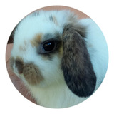 Filhotes De Mini Coelho Mini Lop 