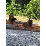 Malinois