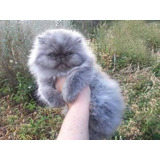 Gato