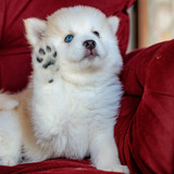 Pomsky