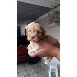 Filhotes De Poodle, Cães Miniatura 