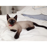 Gatos