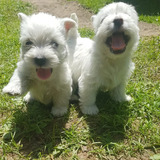Filhotes De West Highland White Terrier 