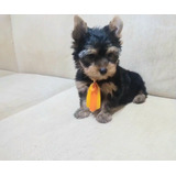 Terrier