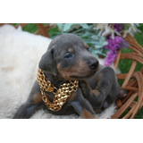 Filhotes Dobermann Blue (cinza) Puro C/ Pedigree