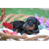 Filhotes Dobermann Puro C/ Pedigree Cbkc- Leia A Descrição