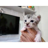 Filhotes Gato Bengal Silver