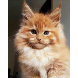 Filhotes Gato Maine Coon - Gatil De Veterinária
