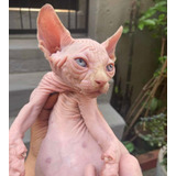Filhotes Gato Pelado/ 2980 Pix/dinheiro Gatil De Veterinária