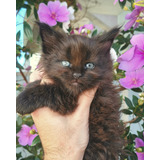 Filhotes Maine Coon Varias Cores Disponíveis ( Fotos Reais )