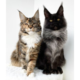 Filhotes Raça Maine Coon Conferir As Cores